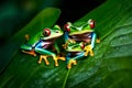 A pair of red-eyed tree frogs clinging to a rainforest leaf, showcasing their vibrant emerald coloration
