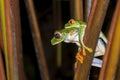 Pair of Red Eyed Tree Frogs Mating Close Up Profile Royalty Free Stock Photo