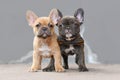 Pair of red fawn and chocolate brindle colored French Bulldog dog puppies with 7 weeks Royalty Free Stock Photo