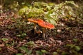 A pair of red fly agaric. Royalty Free Stock Photo
