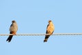 A pair of red footed falcone sits on the electrical wire