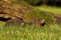 A pair of Red-footed tortoises Chelonoidis carbonaria in the green grass Royalty Free Stock Photo