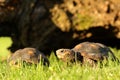 A pair of Red-footed tortoises Chelonoidis carbonaria in the green grass Royalty Free Stock Photo