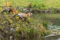 Pair of Red Fox Vulpes vulpes Sniff Around and Look Out on Island Autumn Royalty Free Stock Photo
