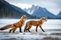 A pair of red foxes playing in a snowy meadow against a wintry backdrop
