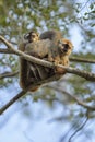 Red-fronted Lemur - Eulemur rufifrons, Kirindi forest, Madagascar Royalty Free Stock Photo