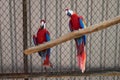 A pair of red-and-green macaws in captivity in the zoo