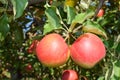 A pair of red growing apples