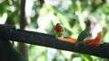 Pair of Red-headed Barbet, Eubucco bourcierii, at a feeder in Ecuador