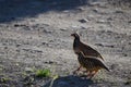 Pair of red-legged partridges