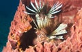 Pair of Red Lionfish on a reef in Florida Royalty Free Stock Photo