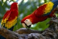 Pair of red macaw in a tree, also known as red parrot belonging to the ara macao family and it is a great bird. Royalty Free Stock Photo