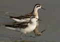 A pair of Red-necked phalaropes at Asker Marsh, Bahrain. Selective focus on the back