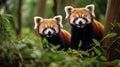 A pair of red pandas in a bamboo forest A cute and adorable scene Royalty Free Stock Photo