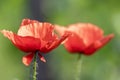 Pair of red poppy flowers Royalty Free Stock Photo