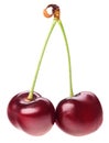 Pair of red ripe cherry fruit with green stem Royalty Free Stock Photo