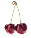 Pair of red ripe cherry fruit with water drops Royalty Free Stock Photo