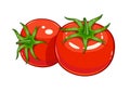 Pair red ripe tomato vector illustration eps10 Royalty Free Stock Photo