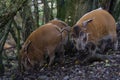 A pair of Red River hog feeding Royalty Free Stock Photo
