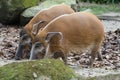 A pair of Red River Hogs Bushpigs in captivity sniffing at the ground