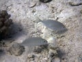 A pair of Red Sea Rabbitfish Siganus rivulatus in the Red Sea