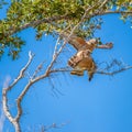 A pair of Red-shouldered hawks mating in Flamingo Campground.Everglades National Park.Florida.USA Royalty Free Stock Photo