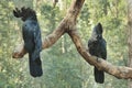 A pair of Red-tailed Black Cockatoo or Calyptorhynchus banksii resting on branches Royalty Free Stock Photo