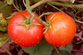 Pair of red tomatoes in the bush Royalty Free Stock Photo