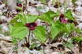 Pair of Red Trilliums (Trillium erectum) growing along hiking trail at Copeland Forest