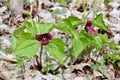 Pair of Red Trilliums (Trillium erectum) growing along hiking trail at Copeland Forest