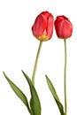 Pair tulips isolated on a white background Royalty Free Stock Photo