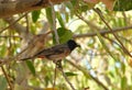 Red-vented Bulbul - Pycnonotus Cafer Royalty Free Stock Photo