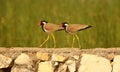 Pair of red wattled lapwing bird Royalty Free Stock Photo