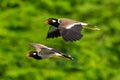 A pair of Red-Wattled Lapwing in flight with blur green tree  background Royalty Free Stock Photo