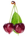 Pair of red wet cherry fruit with green leaf