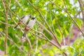 A pair of red-whiskered bulbuls are exchanging kiss.