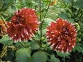 A pair of red and white bicolored dahlia