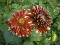 A pair of red and white bicolored dahlia