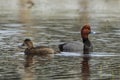 Pair of redhead ducks in water. Royalty Free Stock Photo