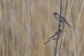 Pair of reed bunting on the stalk in the marsh Royalty Free Stock Photo
