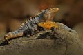 Pair of Reptiles, Black Iguana, Ctenosaura similis, male and female sitting on black stone, animal in the nature habitat, wildlife