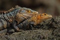 Pair of Reptiles, Black Iguana, Ctenosaura similis, male and female sitting on black stone, chewing to head, animal in the nature