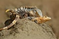 Pair of reptiles, Black Iguana, Ctenosaura similis, male female sitting on black stone, chewing to head, animal in nature habitat, Royalty Free Stock Photo