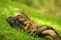 Pair of Reptiles, orange iguana, Ctenosaura similis, male and female sitting on black stone, chewing to head, animal in the nature