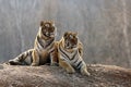 The rest of the male and female amur tigers.