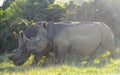 Pair of rhino