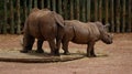 A pair of rhinoceros