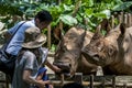 A pair of rhinoceros being fed by visitors to the Singapore Zoo in Singapore.