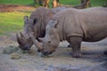 A pair of Rhinoceros