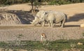 Rhinocerus in nature Royalty Free Stock Photo